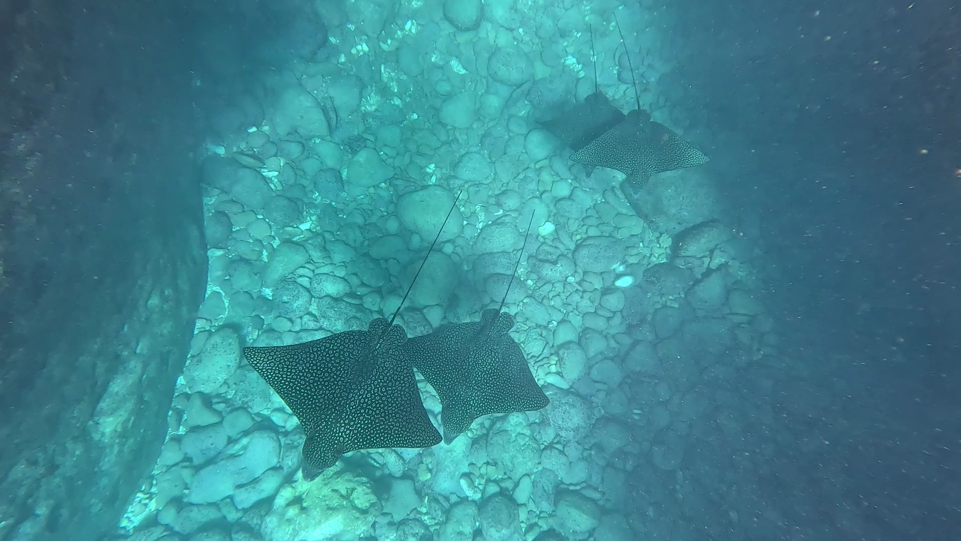 Eagle rays swimming over the reef