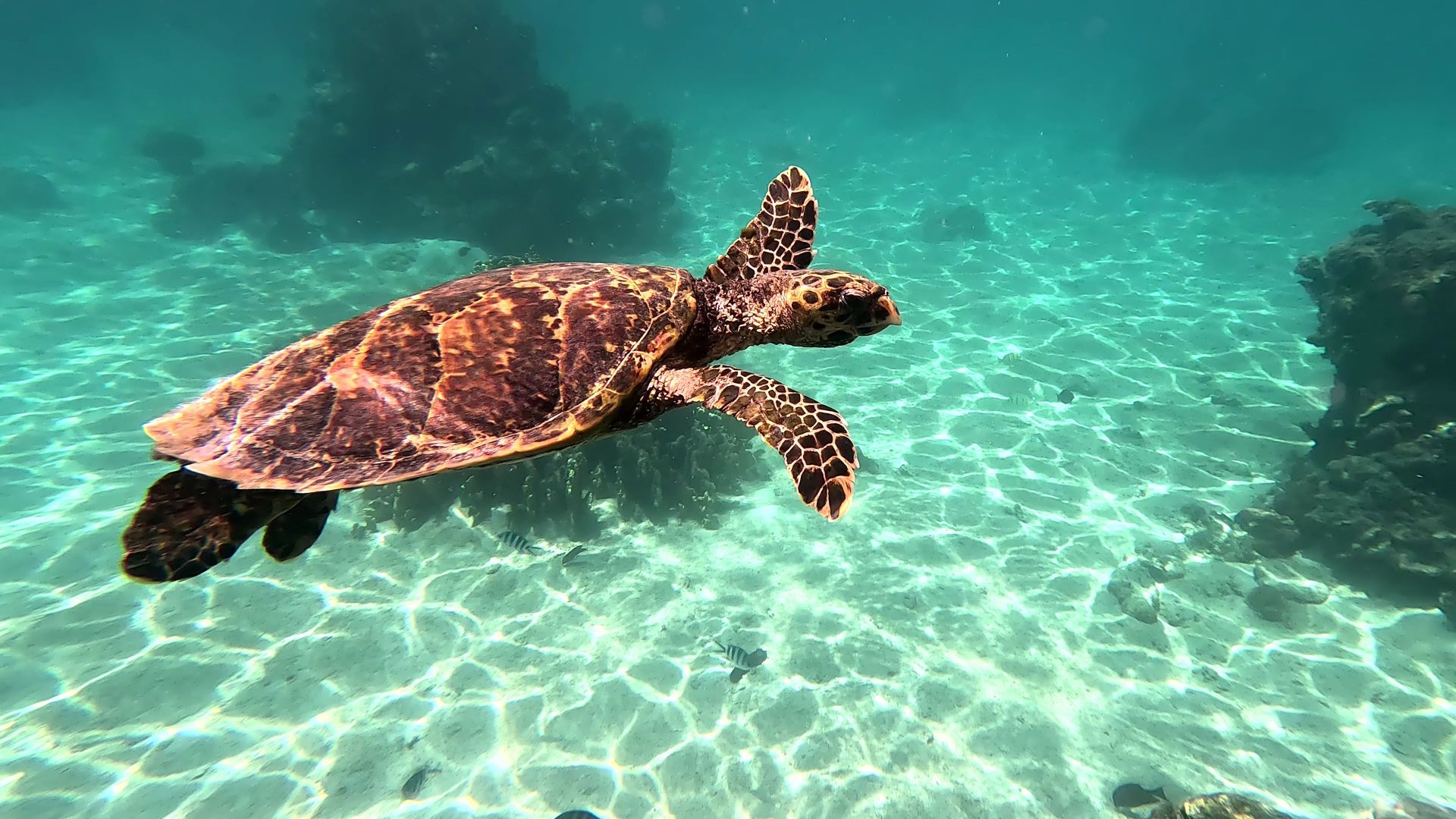 Sea turtle swimming through clear Rarotonga water