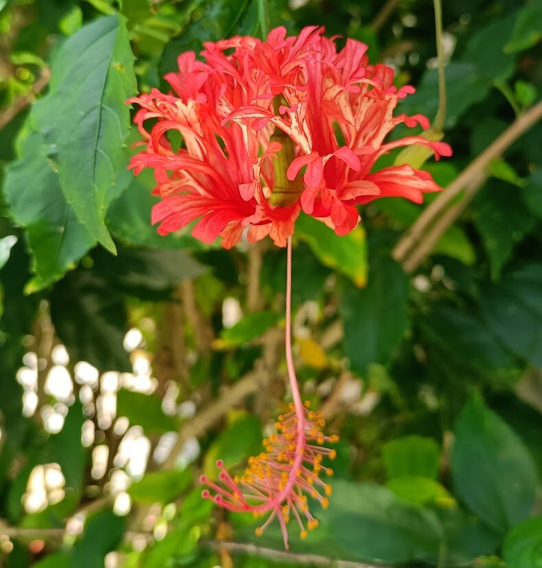 Red fringed hibiscus flower blooming in the tropical gardens