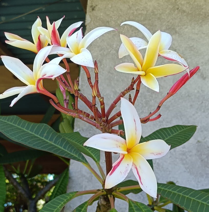 White, yellow and pink plumeria flowers in bloom