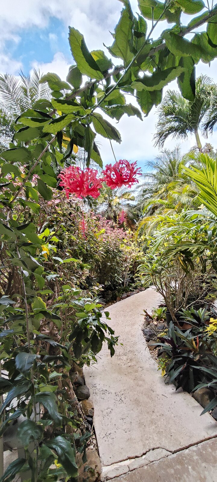 Tropical garden path near Moko