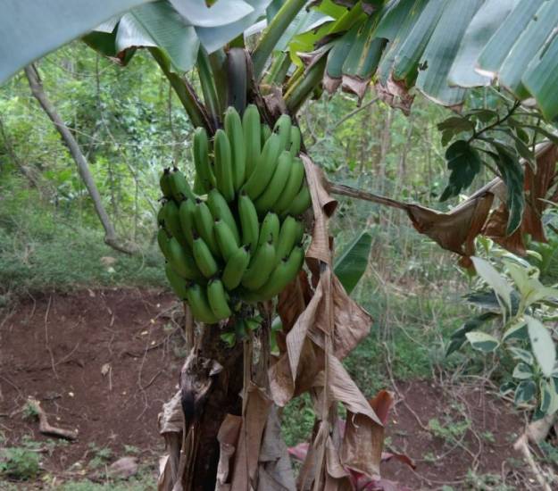 Fresh tropical fruit growing in the Muri Retreat gardens